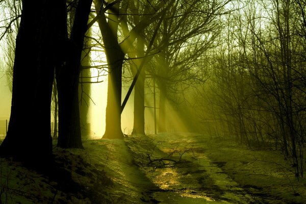 Sonnenstrahlen im dunklen Wald