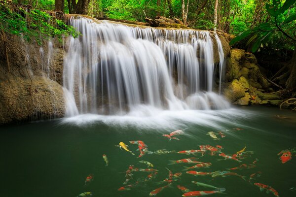 Waterfall with fish in the green jungle