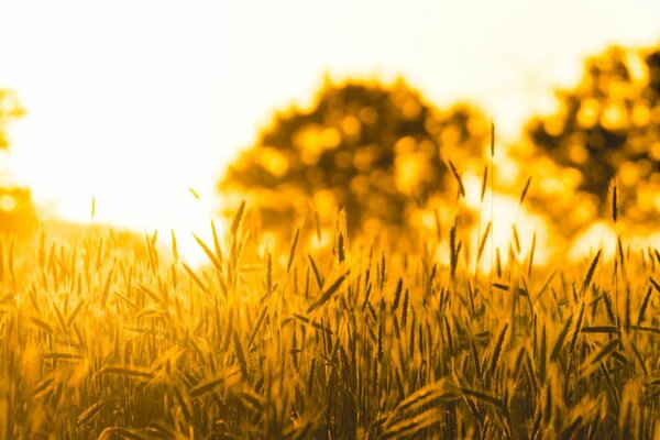 Carta da parati di grano dorato di grande formato