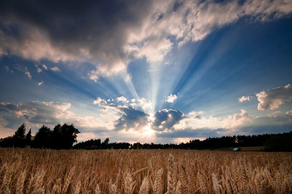 Bright sun over a field of wheat