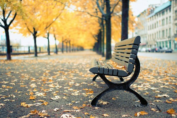 Autumn Park in Canada