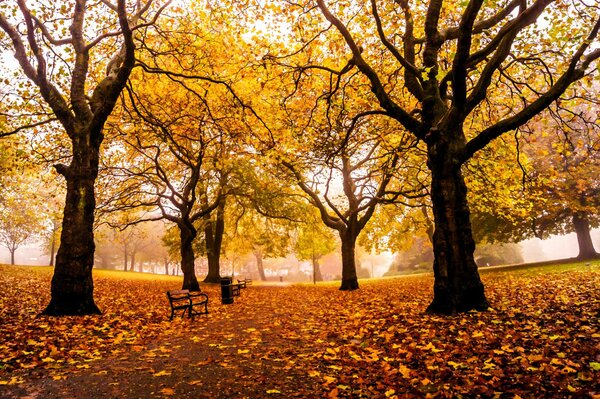 Fallen yellow leaves in the park