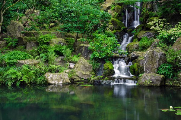 Wasserfall im japanischen Garten. Seerosen