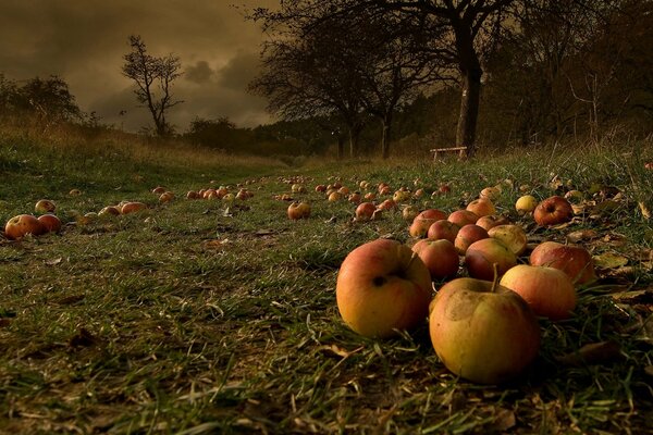 Manzanas caídas en la hierba después de la tormenta