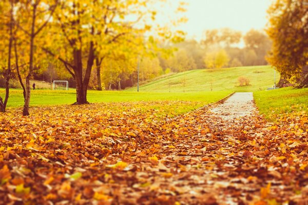 Autumn road strewn with leaves