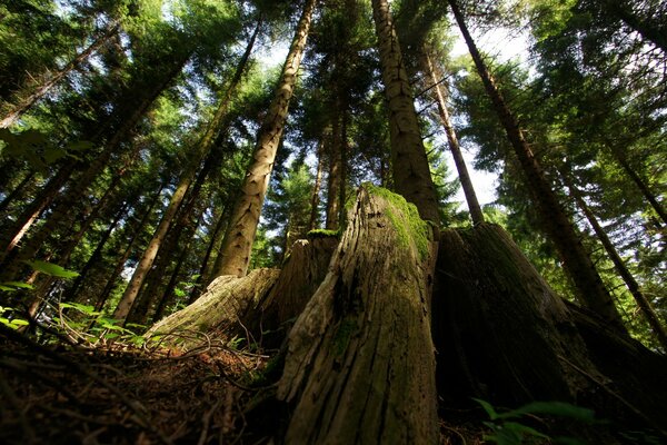 Mighty trees against the blue sky