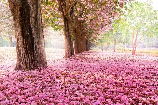 Parc. Parc. Fleurs de cerisier