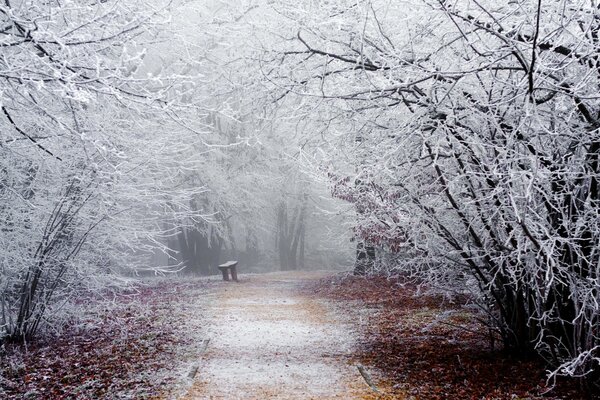 Schnee im Winter auf Bänken und Bäumen