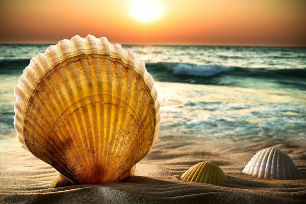 Conchiglie sulla spiaggia di sabbia del mare