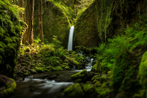 Paisaje con cascada y río forestal