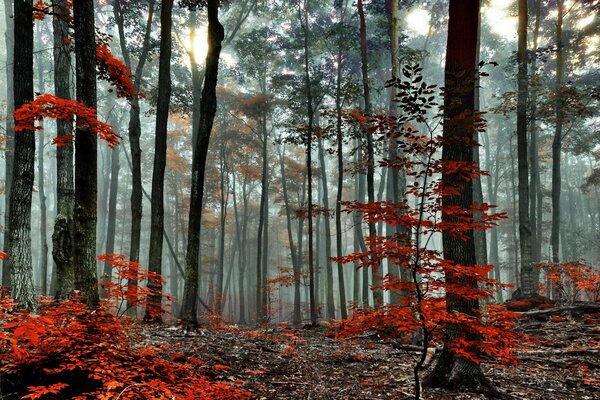 Jesienny las we mgle rano