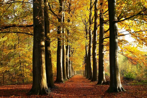 Herbstliche Alea im Park