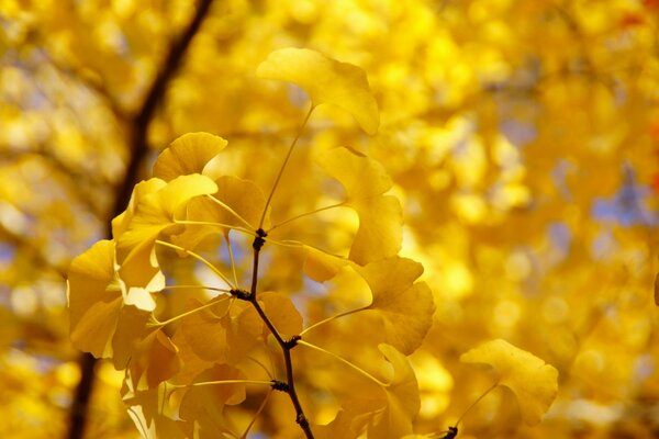 Крона желтого осеннего дерева