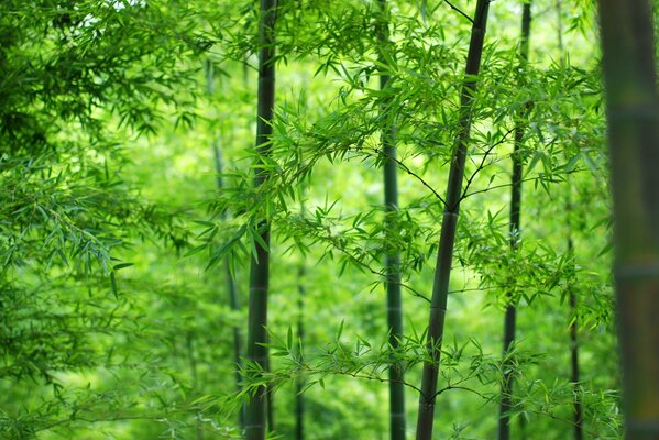 Bamboo leaves and trunks close-up