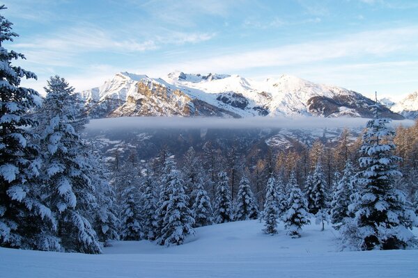 Fichten und Berge unter Schnee