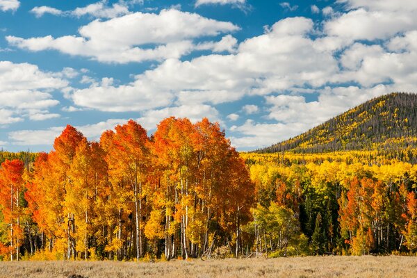 Autumn forest near the hill