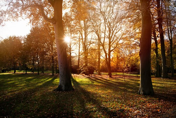 El sol a través de las hojas del bosque de otoño