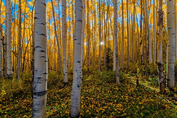 Autumn sunny forest with birches