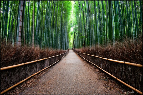 Route au milieu de la forêt de bambous, mur