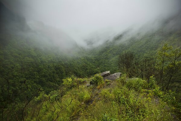 Niebla en el bosque y en las montañas