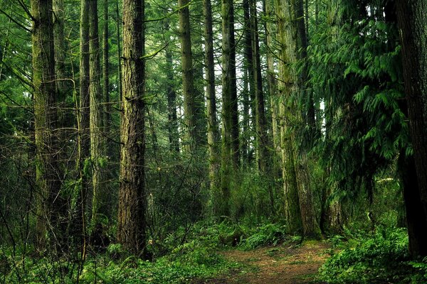 Dense forest, nature in summer