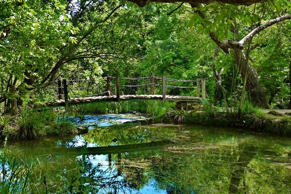 Ponte sul fiume nella fitta foresta