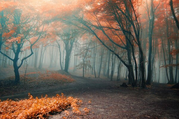 Misty forest in orange leaves