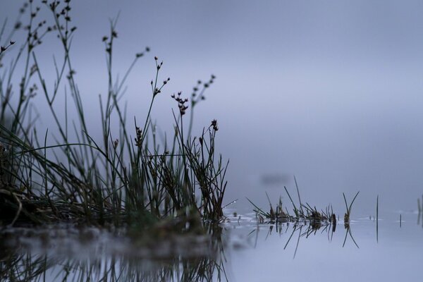 Autumn night fog on a lake with reeds