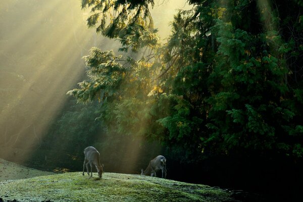 Deer graze in a clearing, illuminated by the rays of the sun