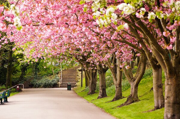 W żwirze Sheffield również kwitnie Sakura