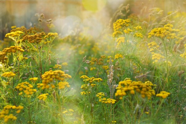 Gelber Rainfarn auf grünem Gras Hintergrund hautnah