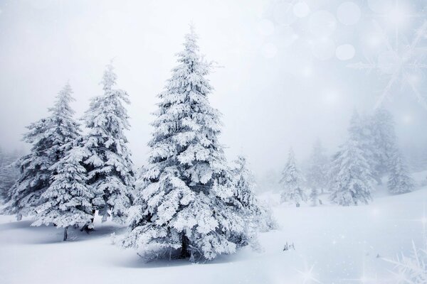 Alberi di Natale bianchi su un campo innevato in una bufera di neve