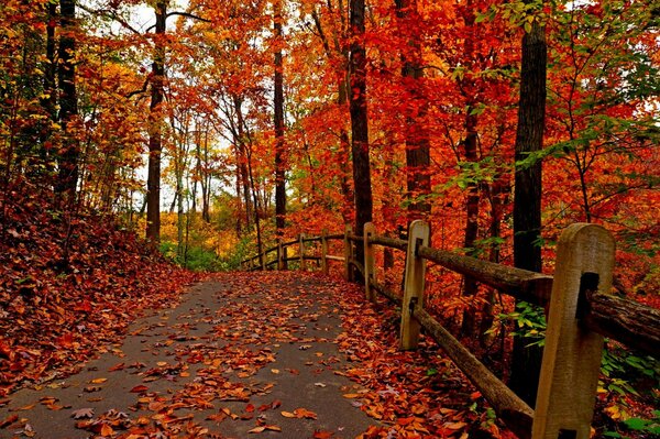 Parco autunnale con alberi rossi