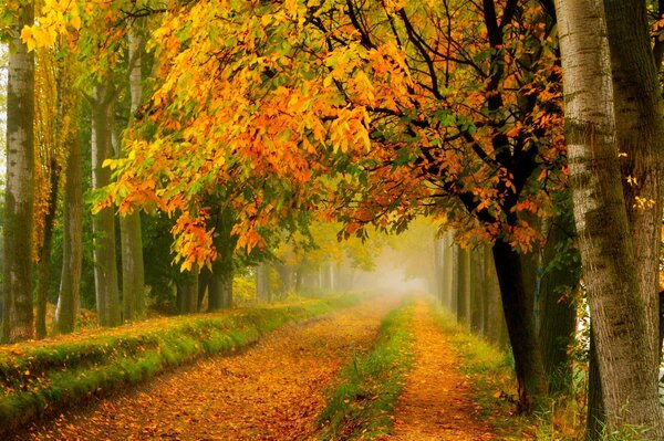 Die schönste Zeit des Jahres ist der Herbst