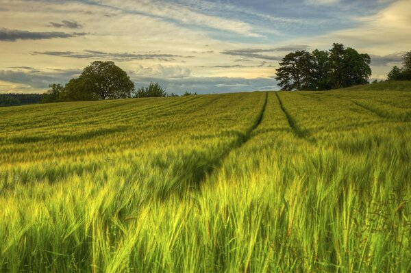 Evening summer field