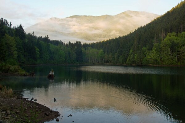 Lago con patos en el fondo de montañas y árboles