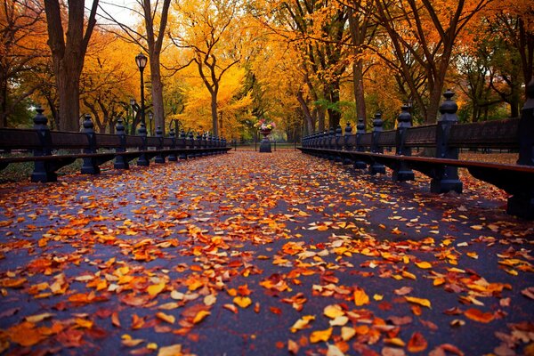 Herbstallee. Ein mit Blättern übersäter Park