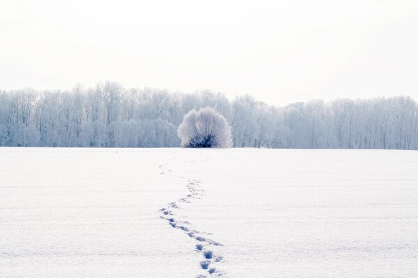 Winterbaum in der Nähe des Waldes auf dem Hintergrund von Spuren im Schnee