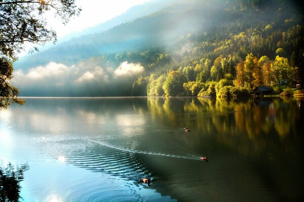 Lago en el bosque con patos flotantes