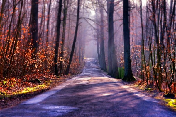 Straße im Herbstwald