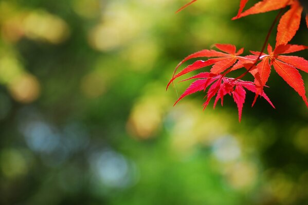 Autumn time red leaves on the branches