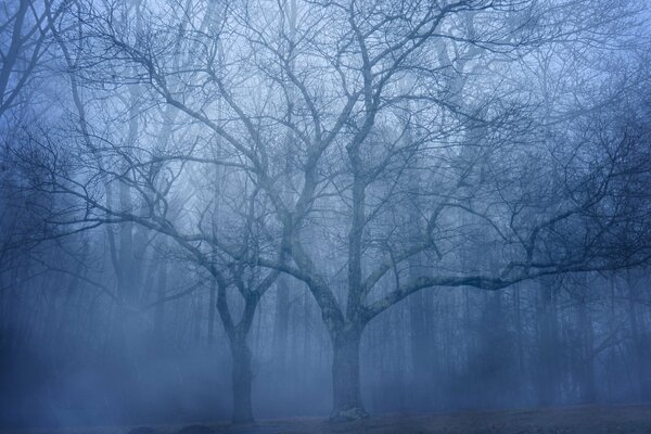 A bare branching tree in a fog without leaves