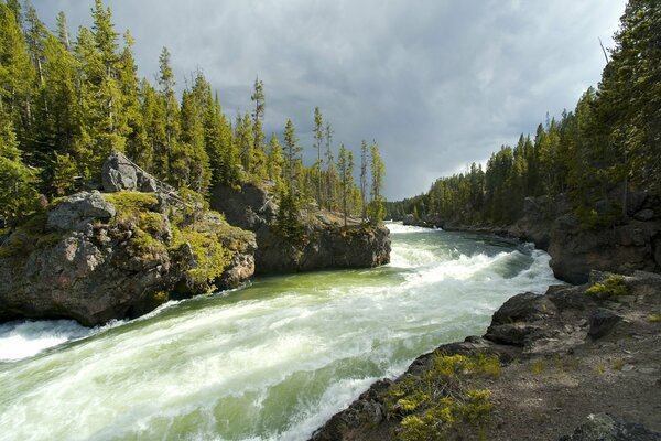 Rivière verte et arbres de Noël