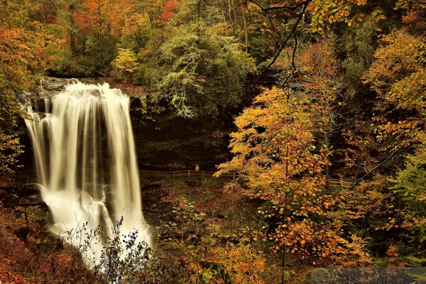 Foto della foresta e della cascata in autunno