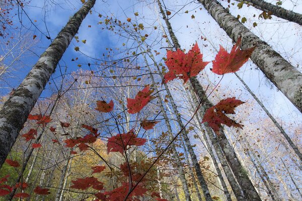 Feuilles sur un arbre en automne