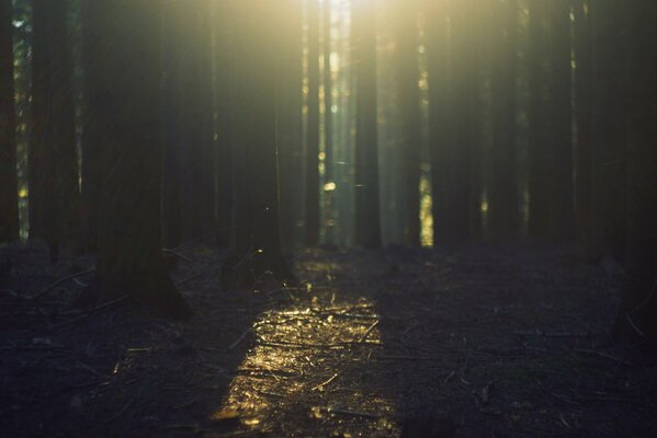 The sun s rays are breaking through the trees