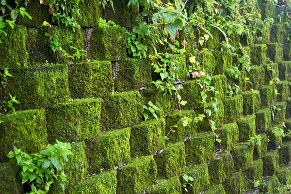 A wall of stones with moss