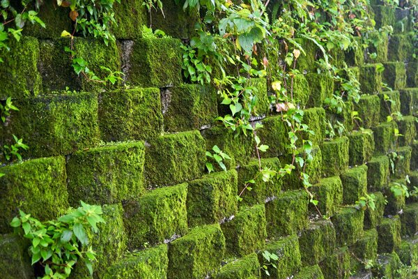 Mur de pierres avec mousse