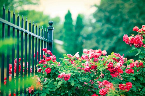 Rose bushes behind the fence