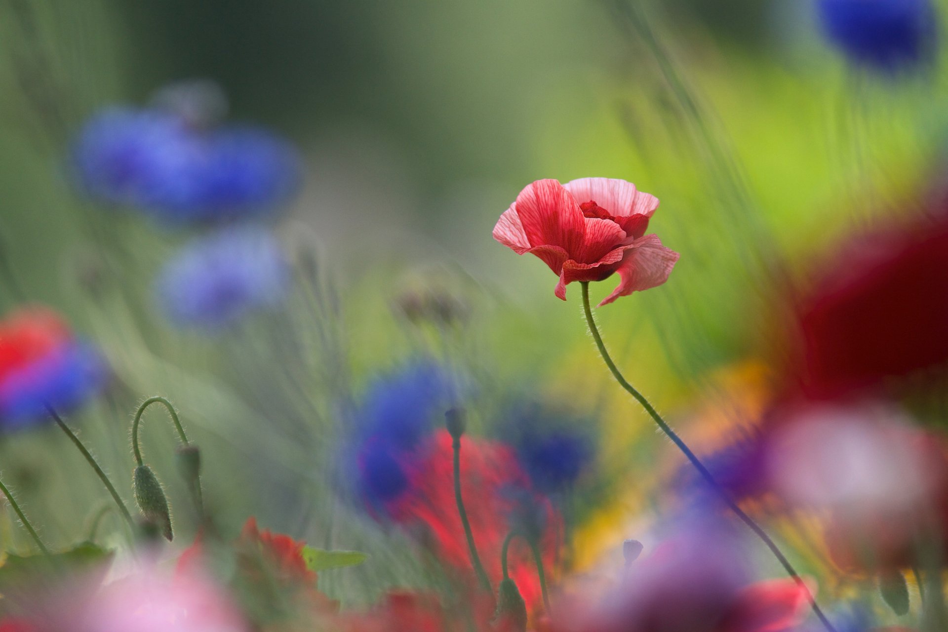 amapola fondo flores